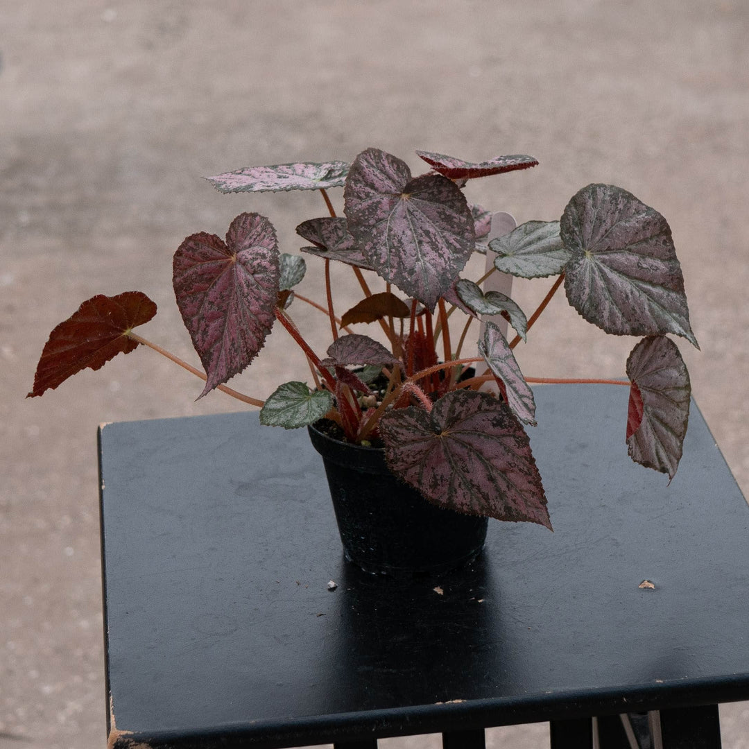 Gabriella Plants Begonia 4" Begonia 'Passing Storm'