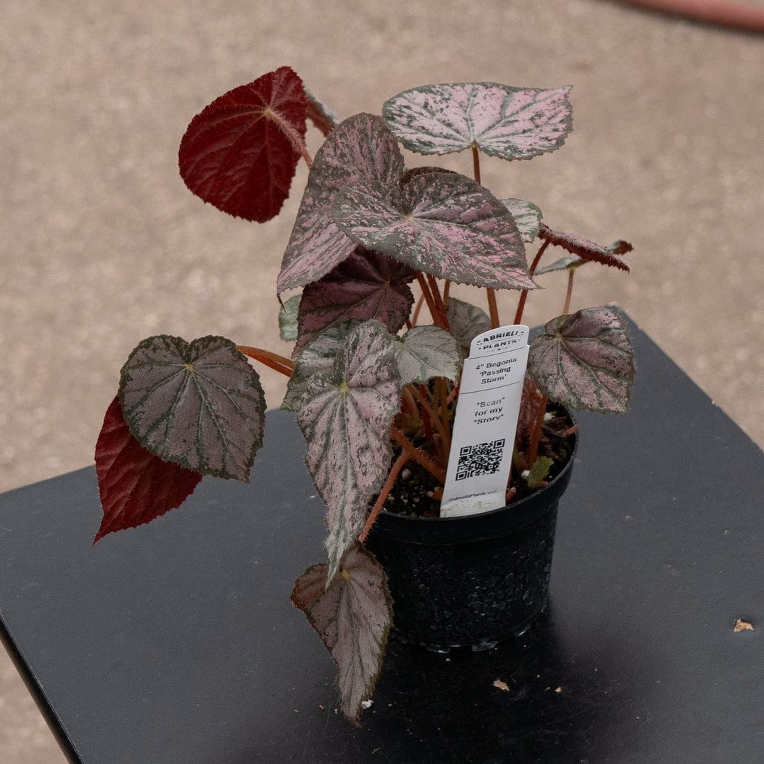 Gabriella Plants Begonia 4" Begonia &