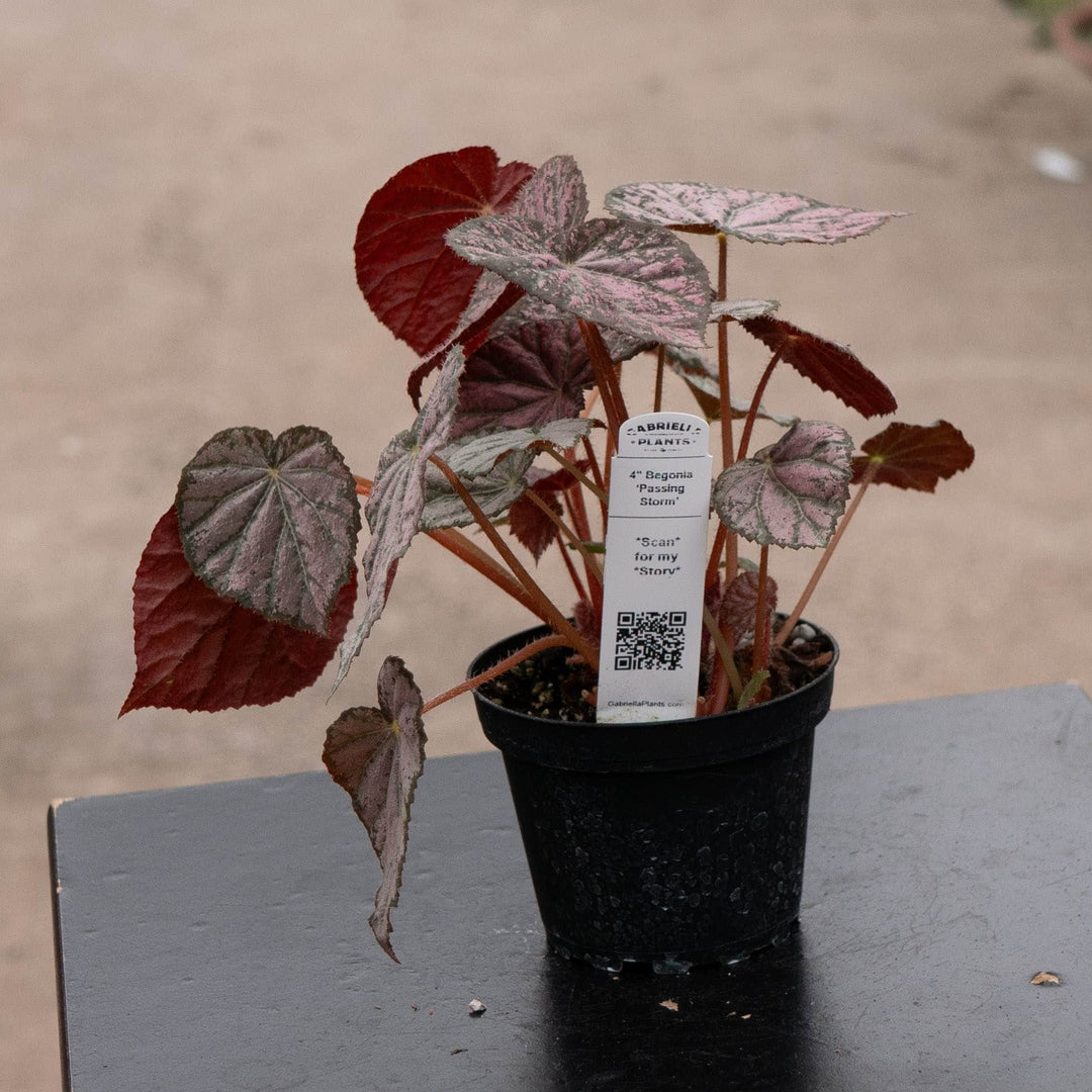 Gabriella Plants Begonia 4" Begonia &