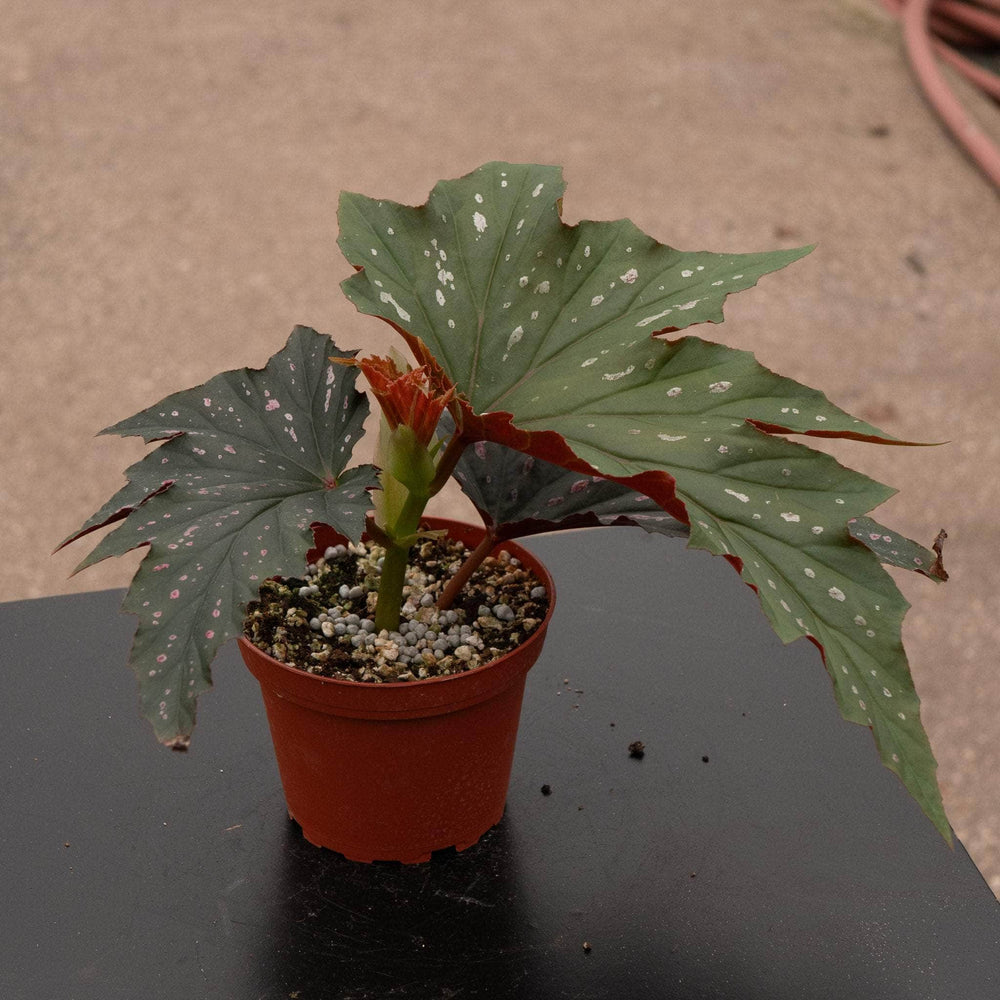 Gabriella Plants Begonia 4" Begonia 'Pink Spot Lucerne'