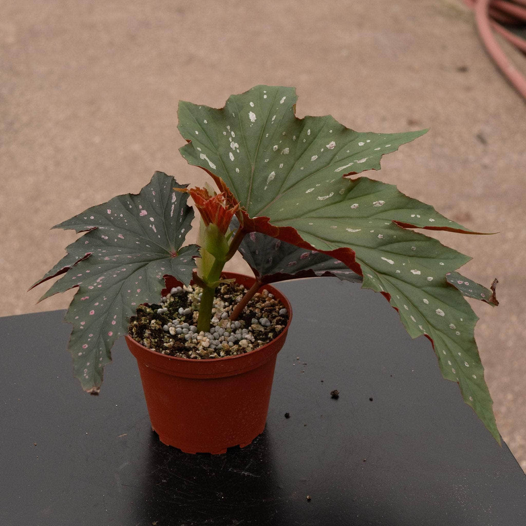 Gabriella Plants Begonia 4" Begonia 'Pink Spot Lucerne'