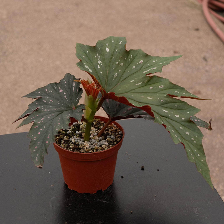 Gabriella Plants Begonia 4" Begonia 'Pink Spot Lucerne'