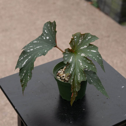 Gabriella Plants Begonia 4