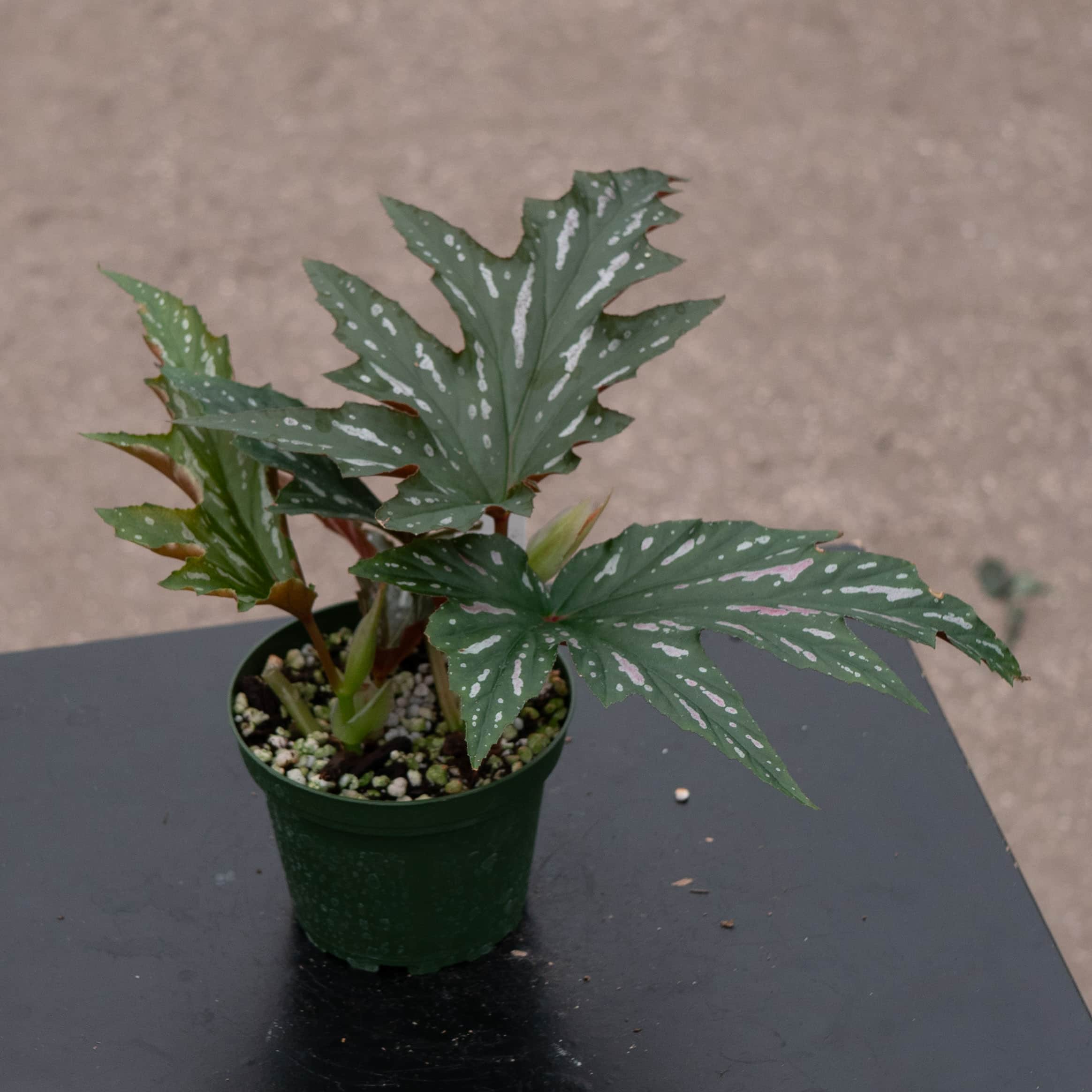 Gabriella Plants Begonia 4