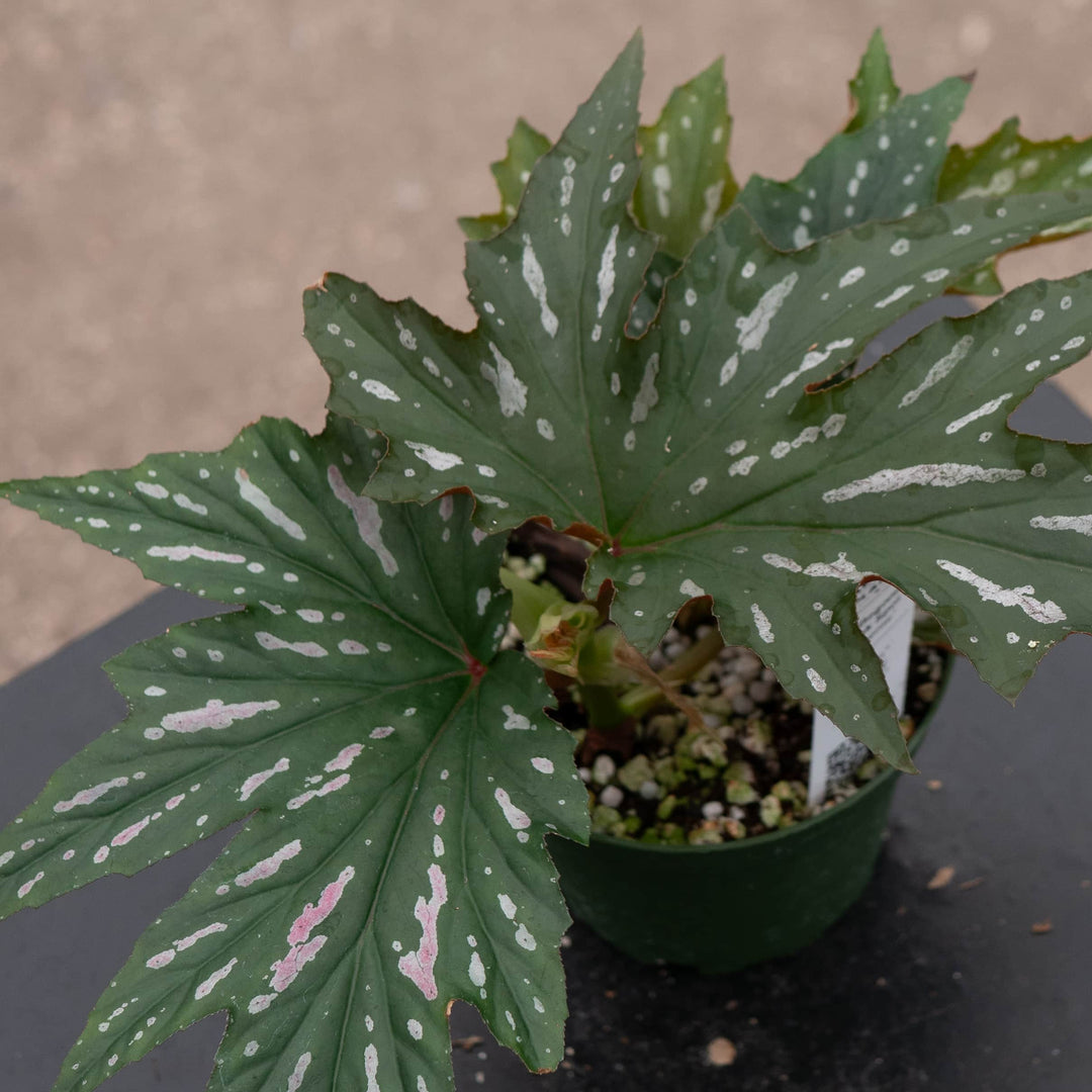 Gabriella Plants Begonia 4" Begonia 'Pink Spot Lucerne'