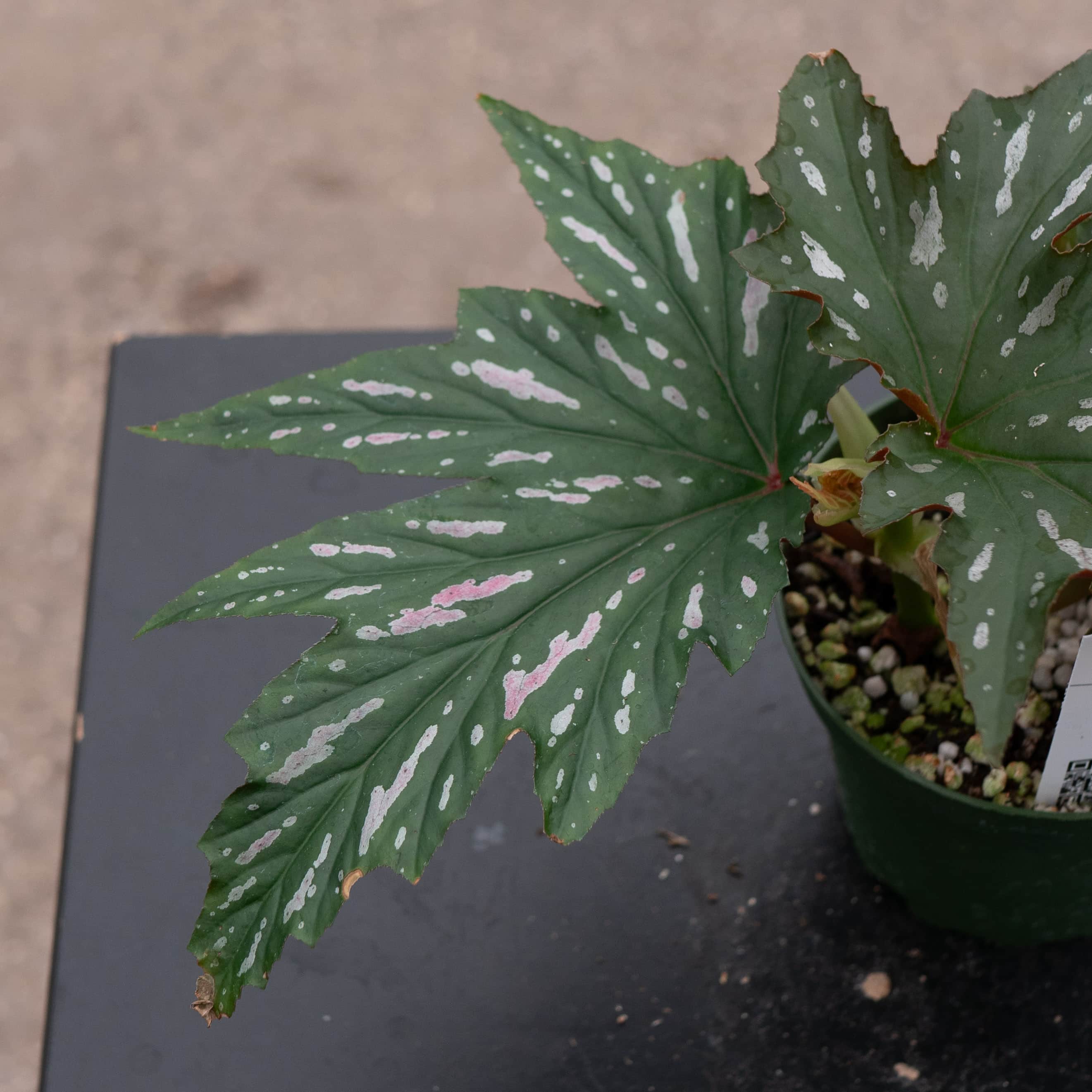 Gabriella Plants Begonia 4