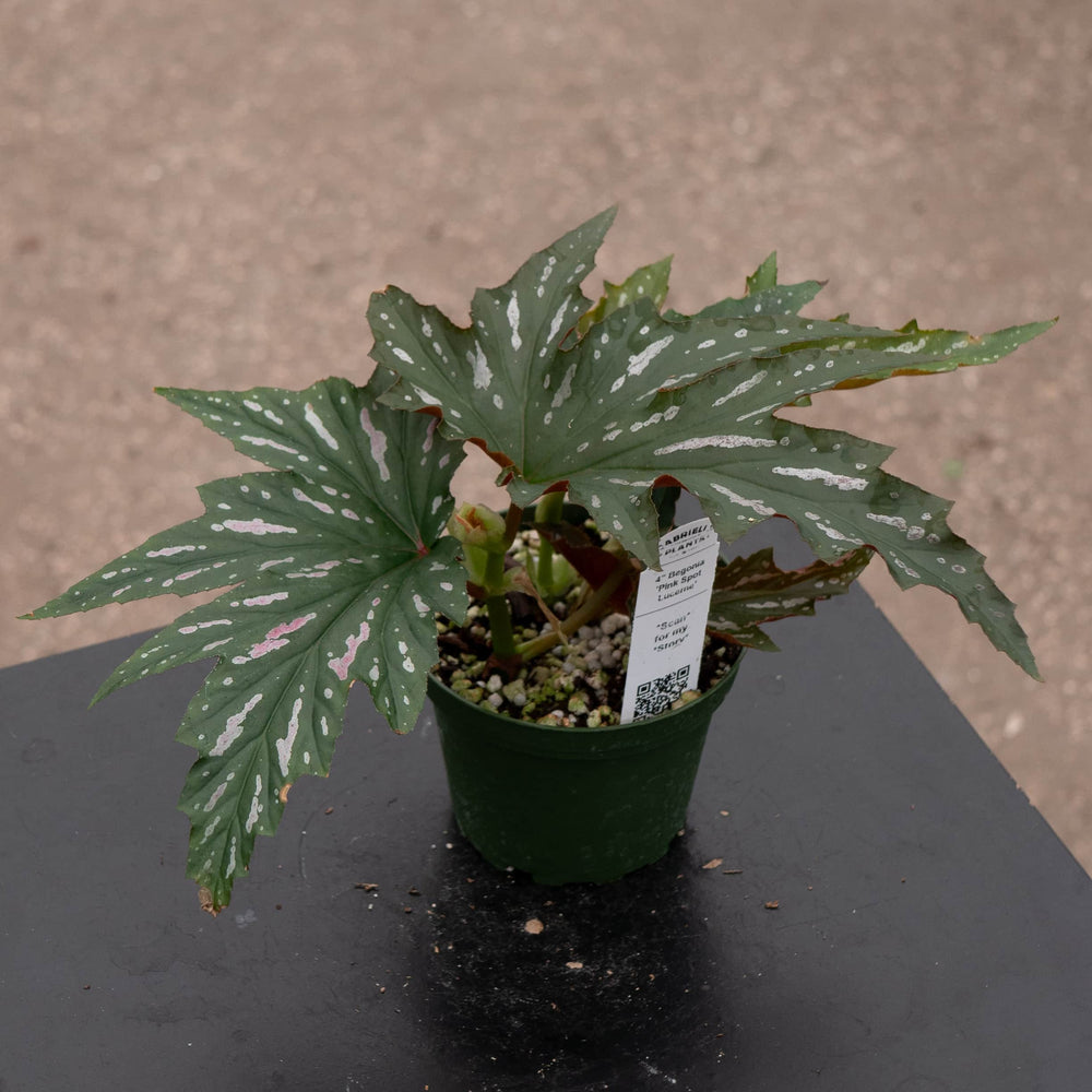 Gabriella Plants Begonia 4" Begonia 'Pink Spot Lucerne'