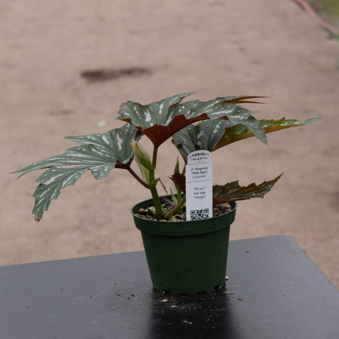 Gabriella Plants Begonia 4" Begonia 'Pink Spot Lucerne'