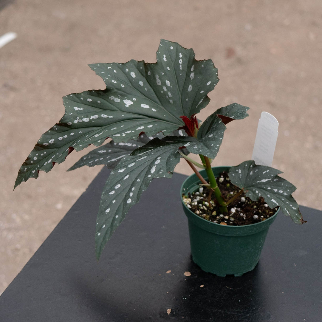 Gabriella Plants Begonia 4" Begonia &