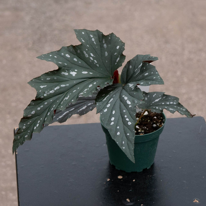 Gabriella Plants Begonia 4" Begonia &