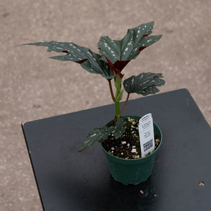 Gabriella Plants Begonia 4" Begonia &