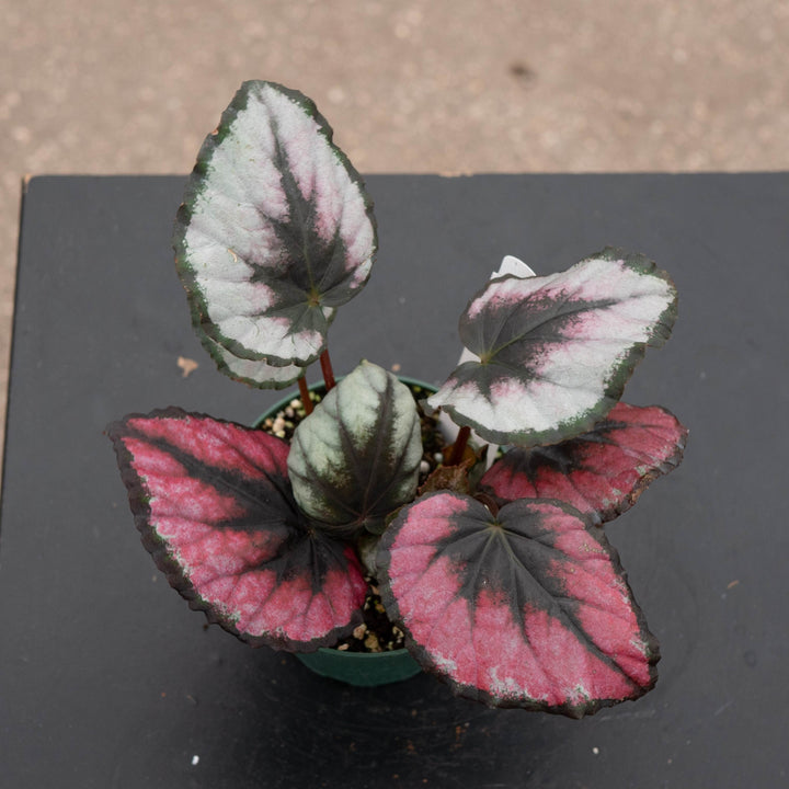Gabriella Plants Begonia 4" Begonia &