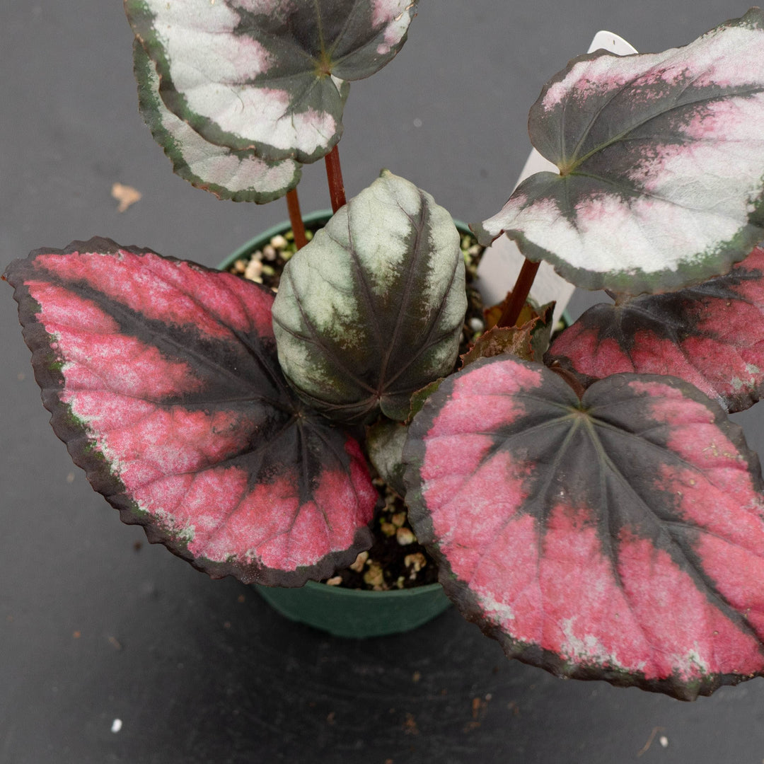Gabriella Plants Begonia 4" Begonia &