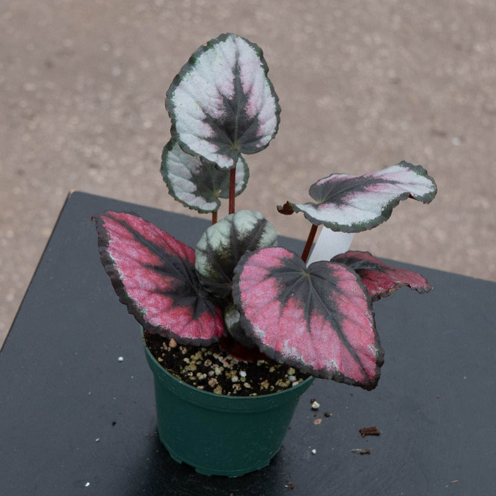 Gabriella Plants Begonia 4" Begonia &