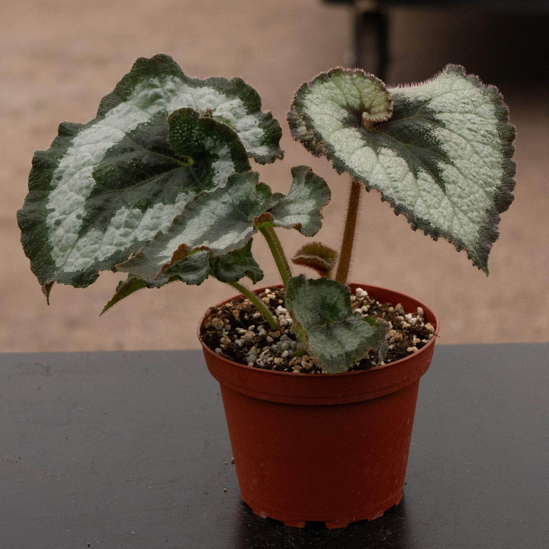 begonia rex indoor plant Begonia rex 'Escargot'