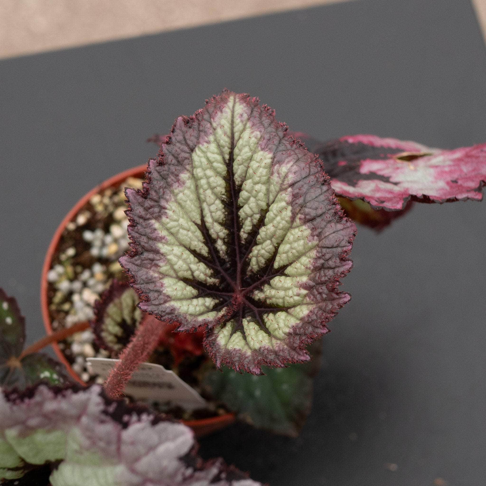 Gabriella Plants Begonia 4