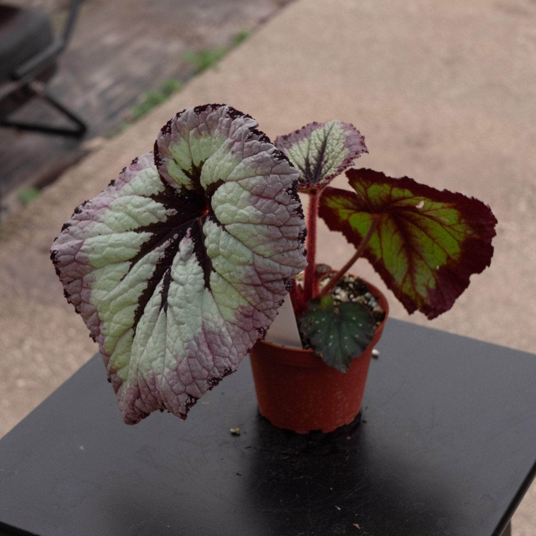 Gabriella Plants Begonia 4