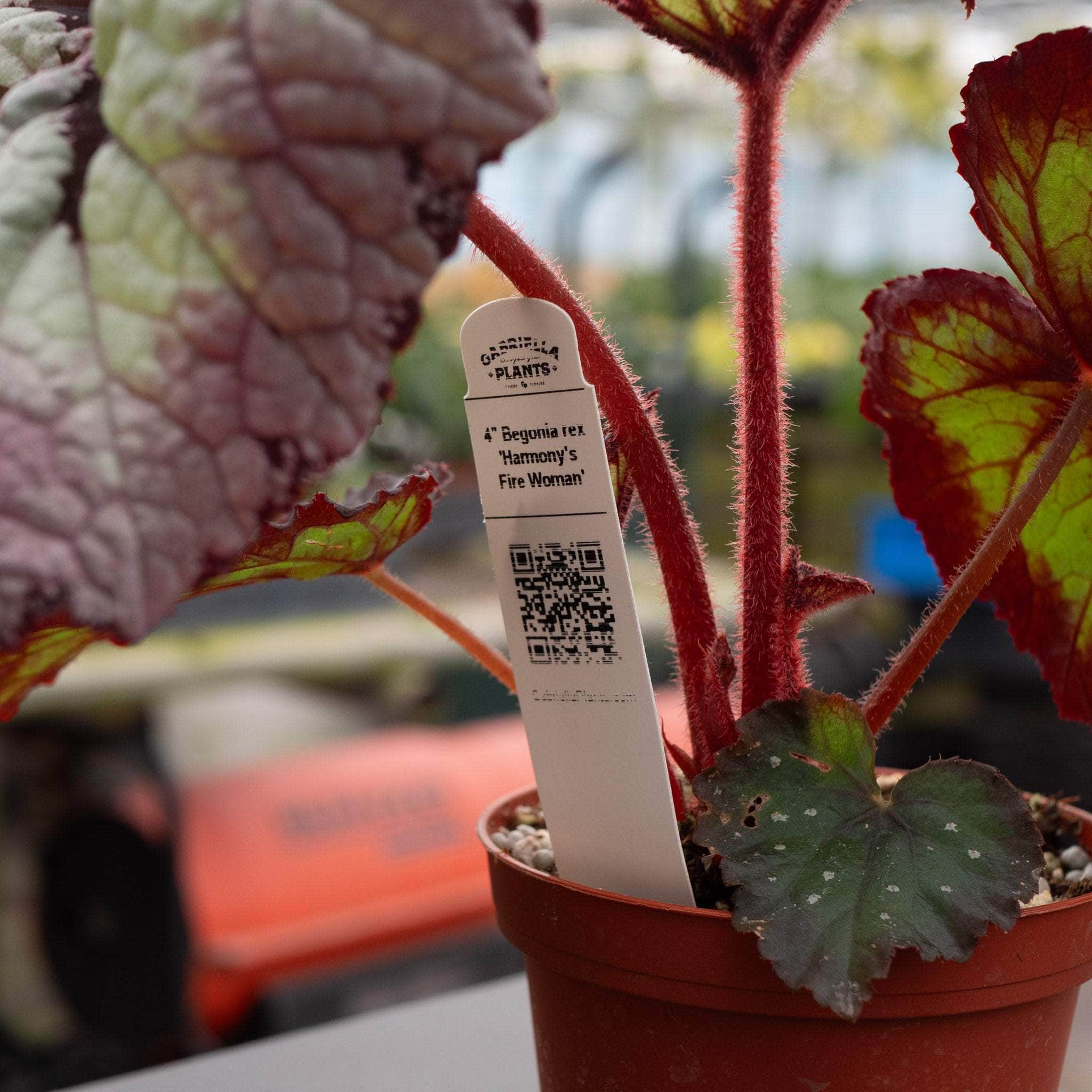 Gabriella Plants Begonia 4