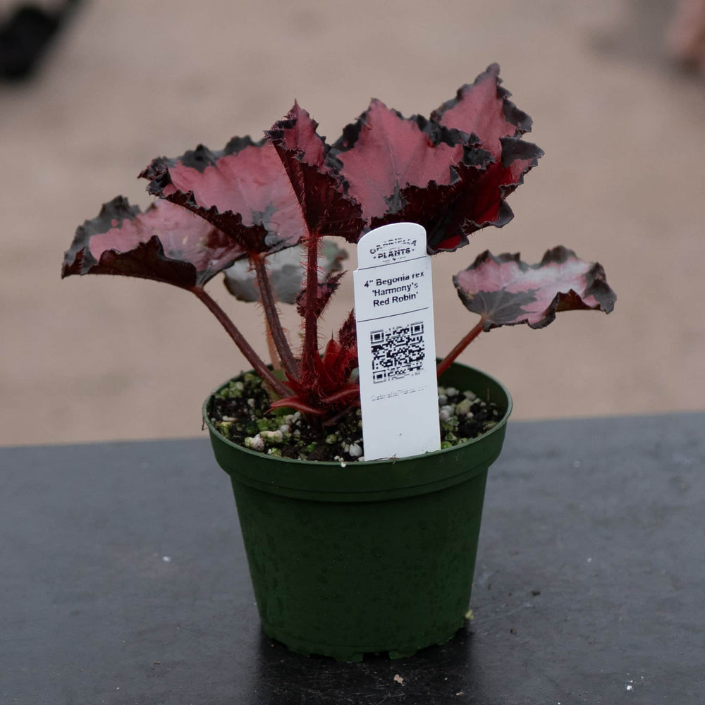 Gabriella Plants Begonia Begonia rex 'Harmony's Red Robin'