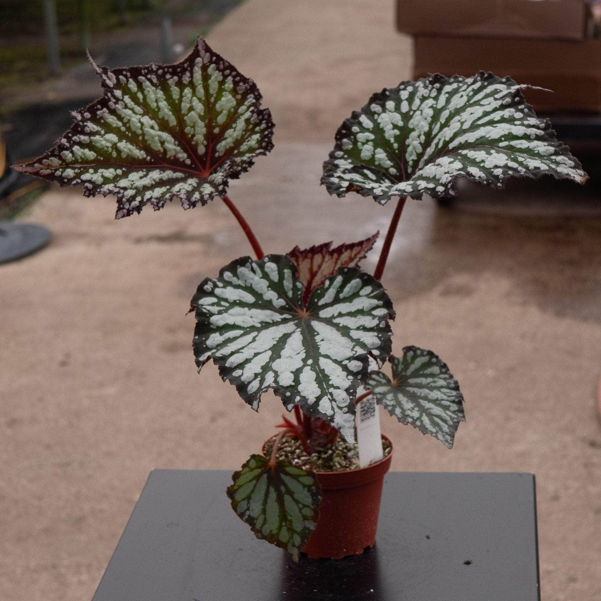 Begonia rex 'Summer Storm' - Gabriella Plants
