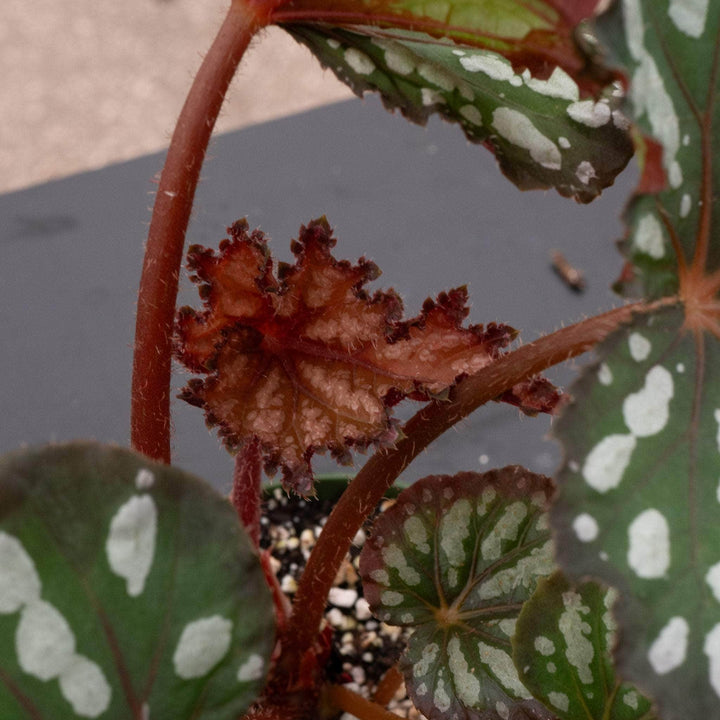 Gabriella Plants Begonia 4" Begonia rex 'Summer Storm'