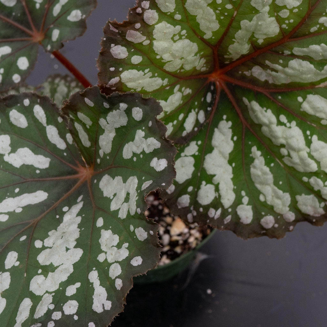 Gabriella Plants Begonia 4" Begonia rex 'Summer Storm'
