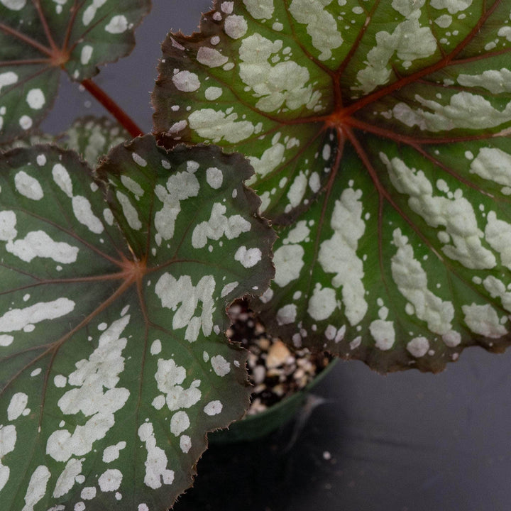Gabriella Plants Begonia 4" Begonia rex 'Summer Storm'