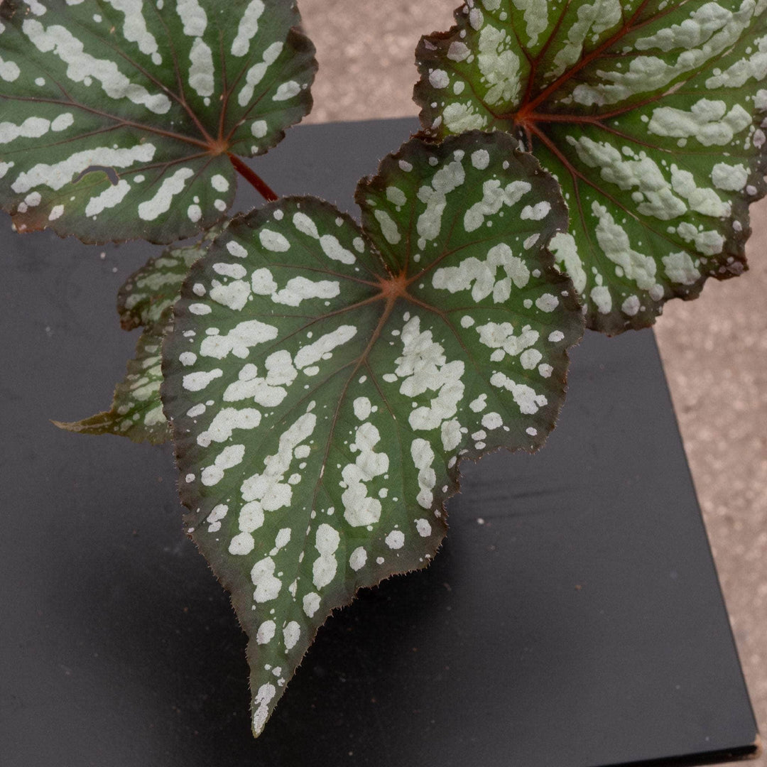 Gabriella Plants Begonia 4" Begonia rex 'Summer Storm'