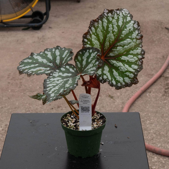 Gabriella Plants Begonia 4" Begonia rex 'Summer Storm'
