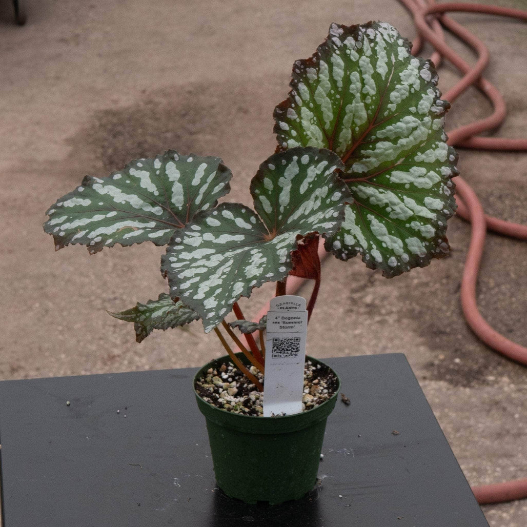 Gabriella Plants Begonia 4" Begonia rex 'Summer Storm'