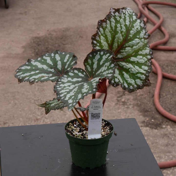 Gabriella Plants Begonia 4" Begonia rex 'Summer Storm'