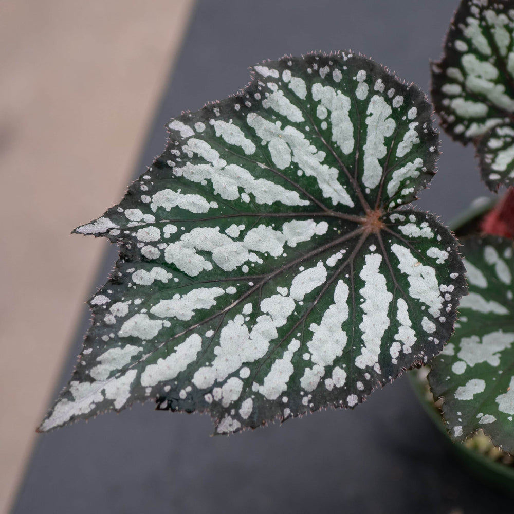 Gabriella Plants Begonia 4" Begonia rex 'Summer Storm'
