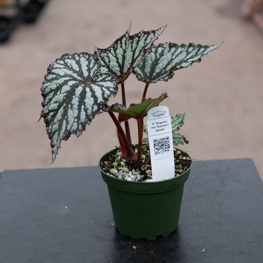 rex house plant Begonia rex 'Summer Storm'