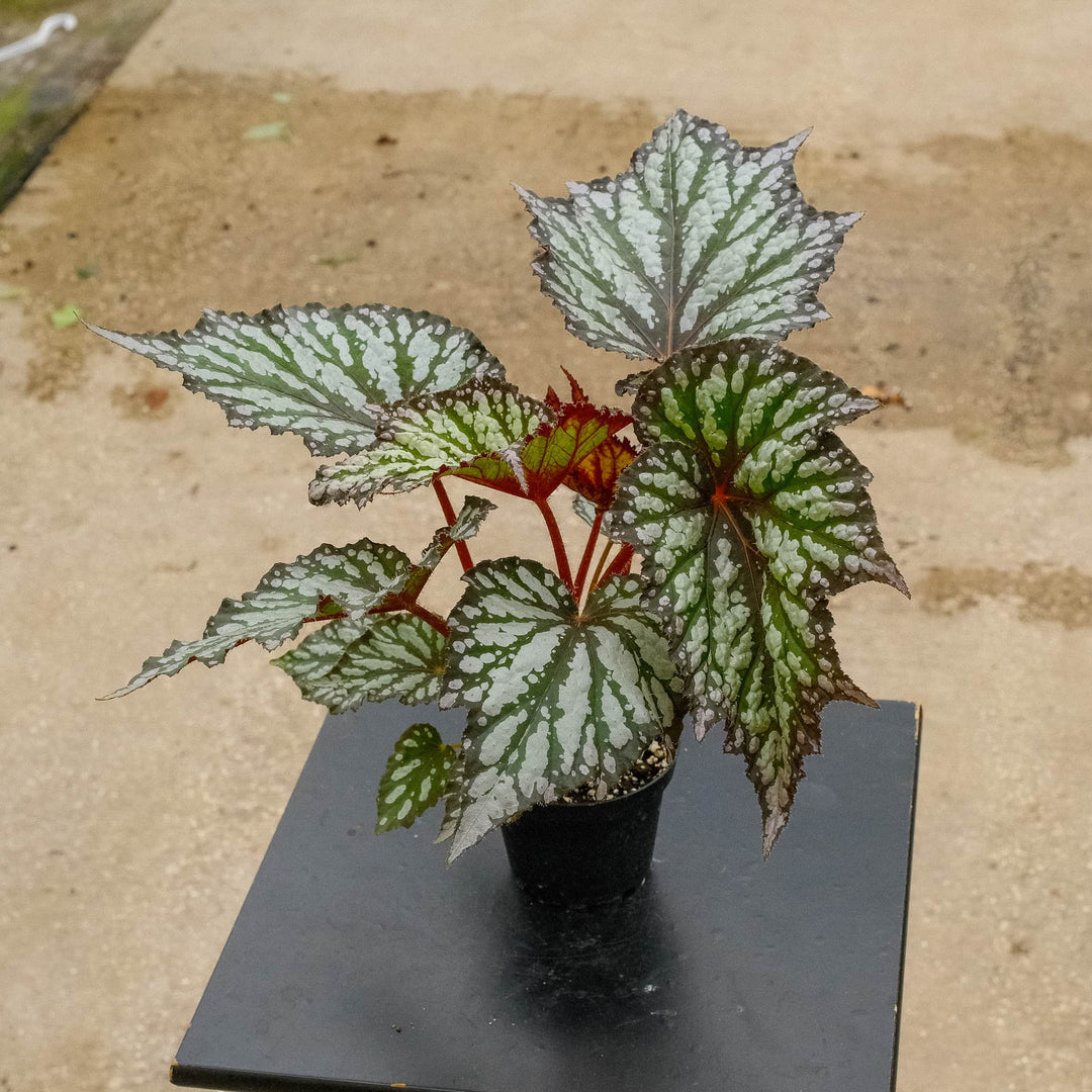 begonia house plants for sale Begonia rex 'Summer Storm'