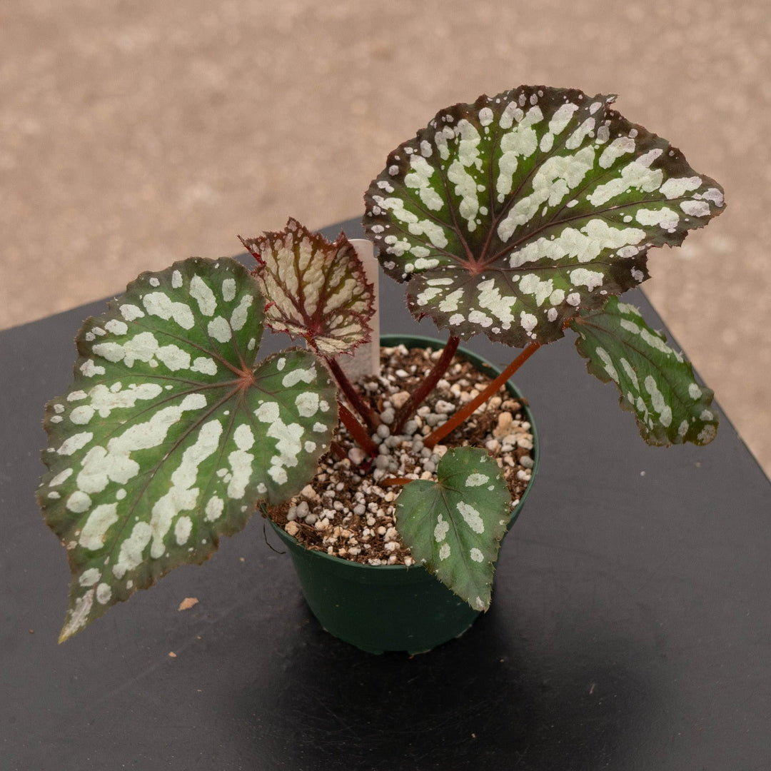Gabriella Plants Begonia 4" Begonia rex &
