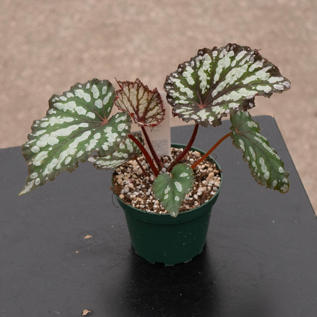 Gabriella Plants Begonia 4" Begonia rex 'Summer Storm'
