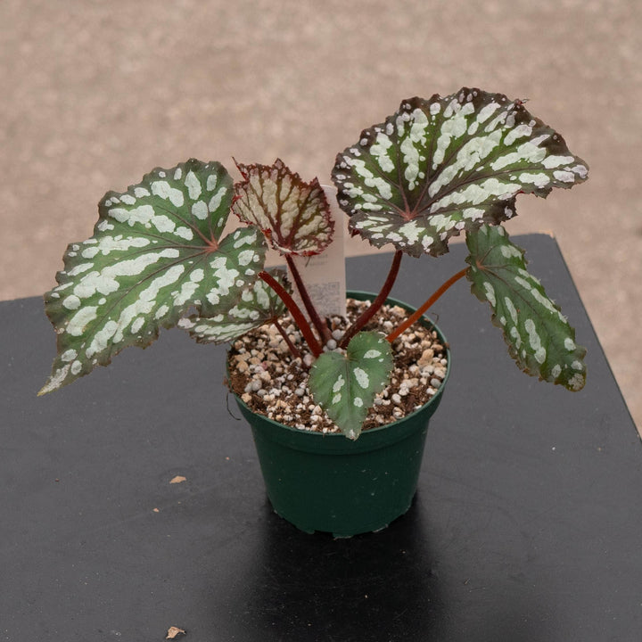 Gabriella Plants Begonia 4" Begonia rex &