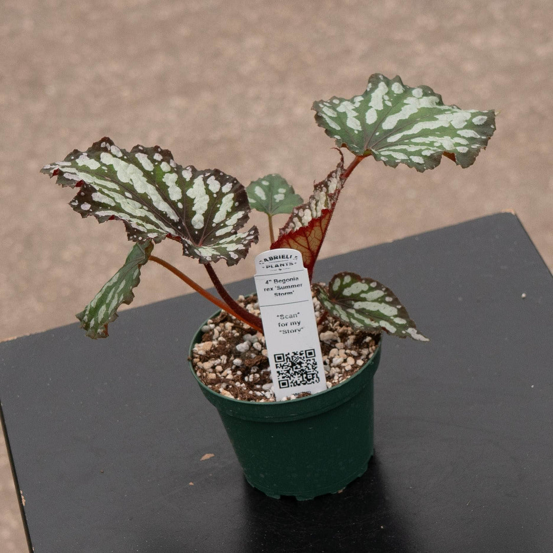 Gabriella Plants Begonia 4" Begonia rex &
