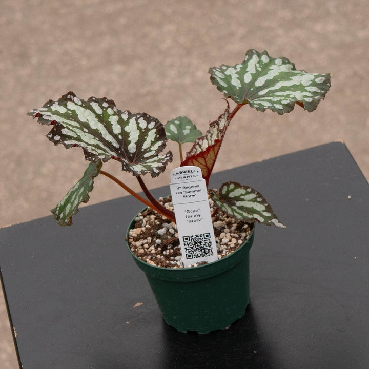 Gabriella Plants Begonia 4" Begonia rex &