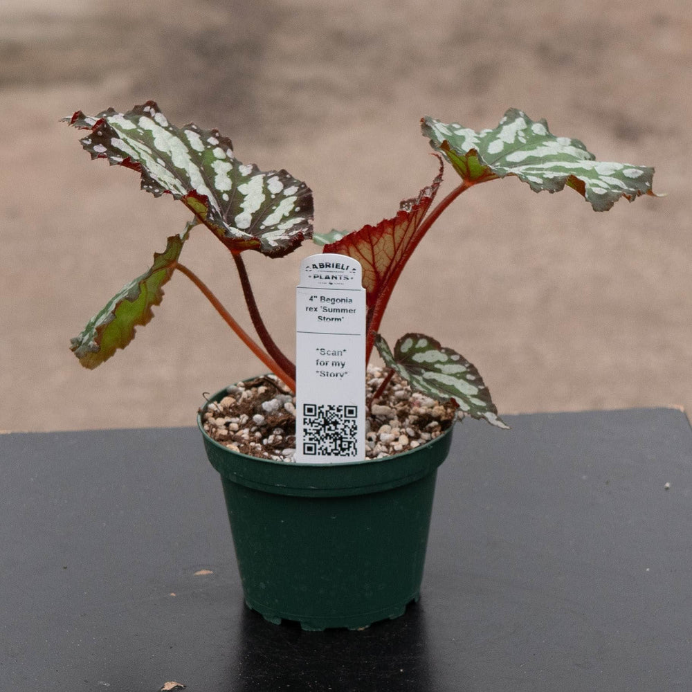 Gabriella Plants Begonia 4" Begonia rex 'Summer Storm'
