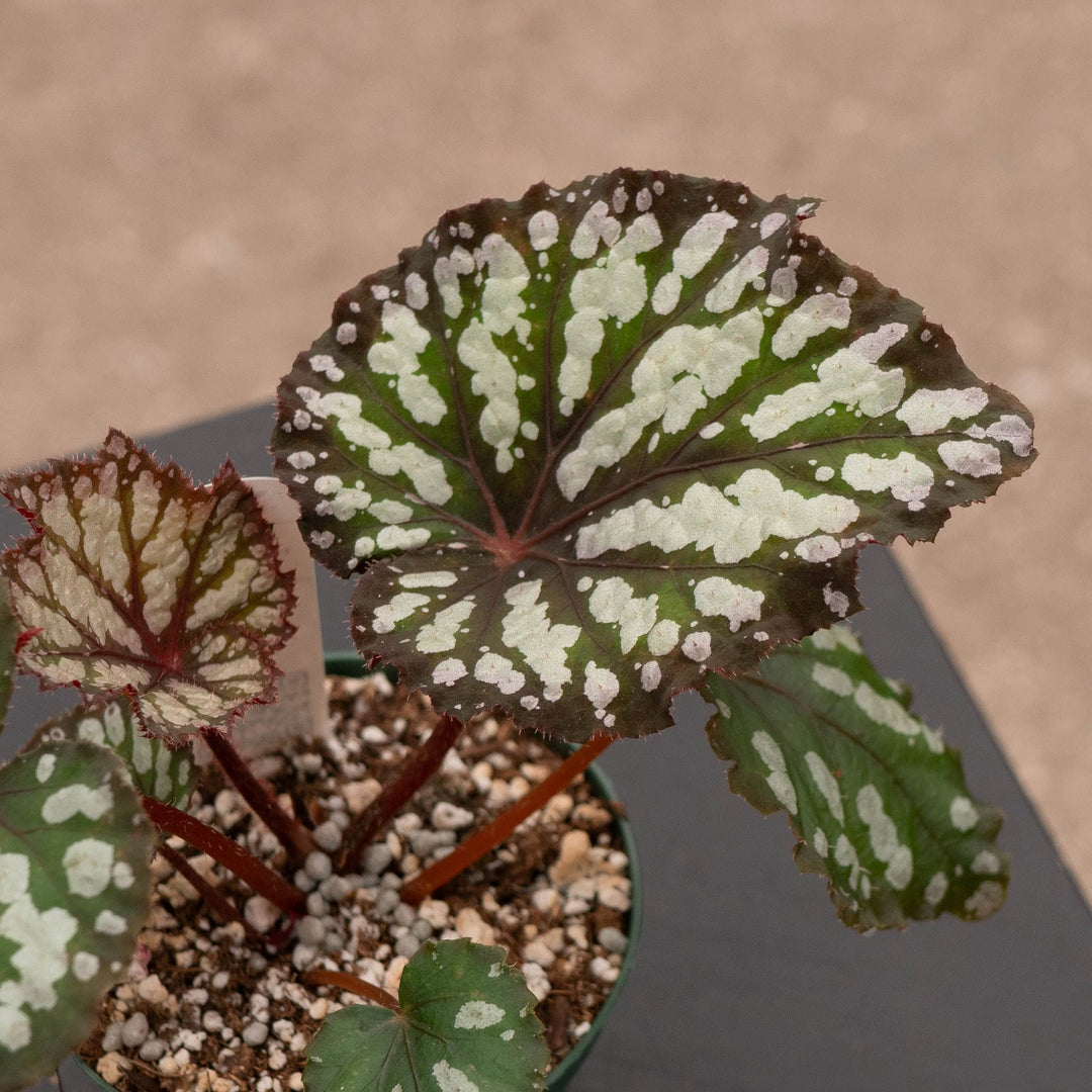 Gabriella Plants Begonia 4" Begonia rex &