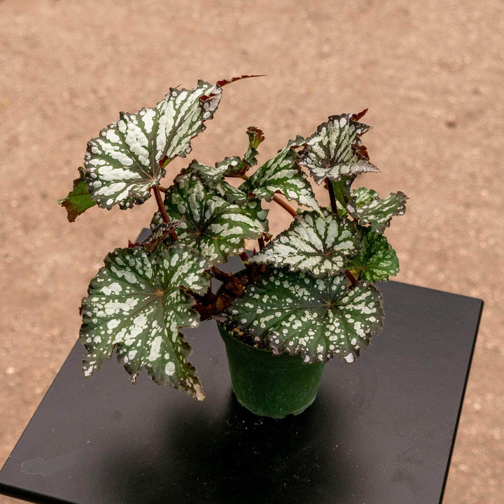 Gabriella Plants Begonia 4" Begonia rex 'Summer Storm'