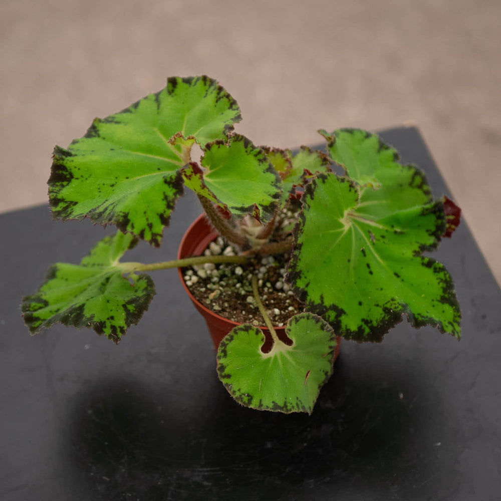 Gabriella Plants Begonia 4" Begonia 'River Nile'