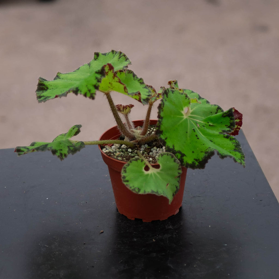 Gabriella Plants Begonia 4" Begonia 'River Nile'