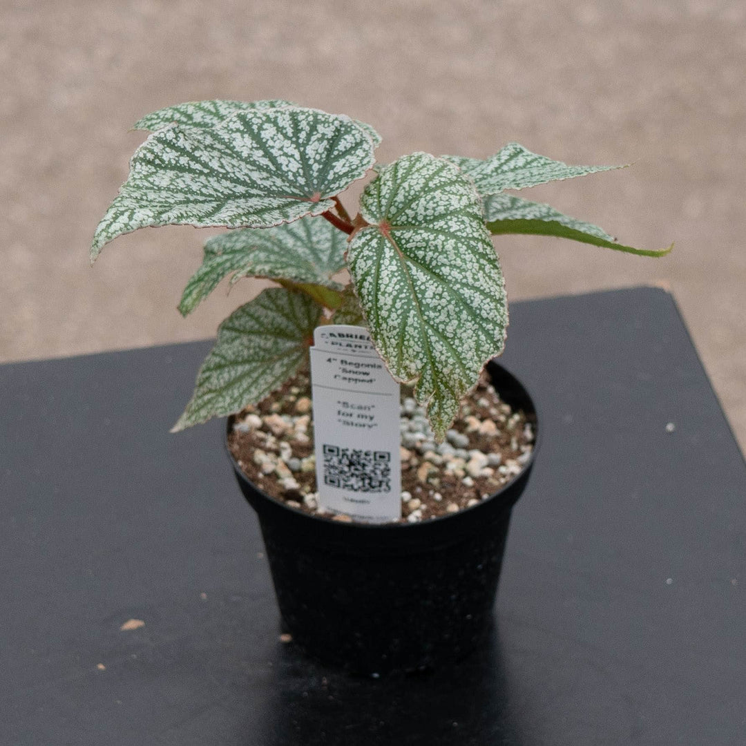 Gabriella Plants Begonia 4" Begonia &