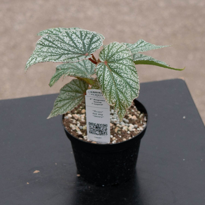 Gabriella Plants Begonia 4" Begonia &