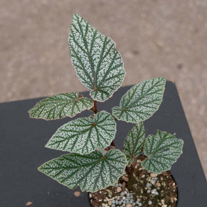 Gabriella Plants Begonia 4" Begonia &