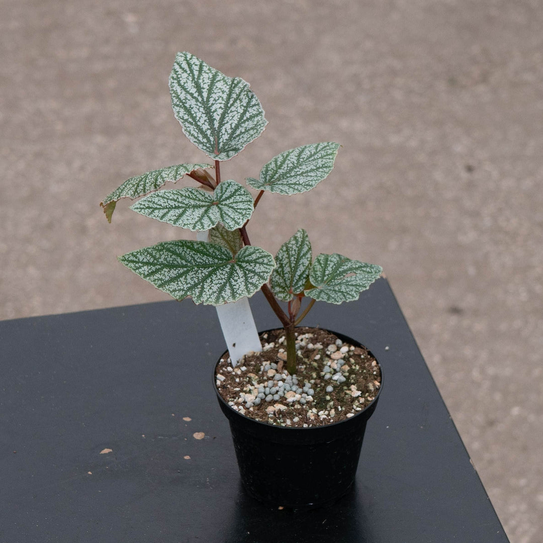 Gabriella Plants Begonia 4" Begonia 'Snow Capped'