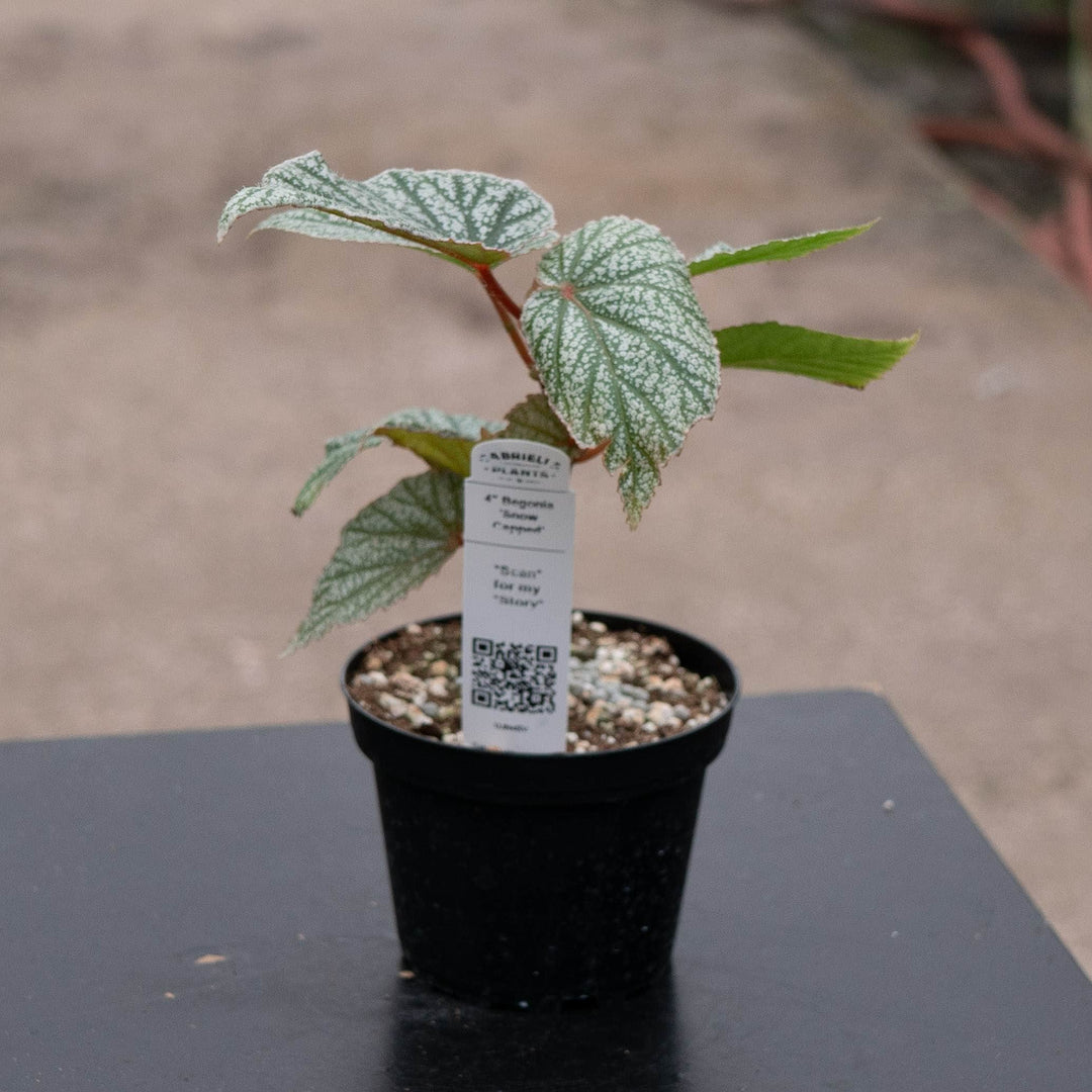 Gabriella Plants Begonia 4" Begonia &