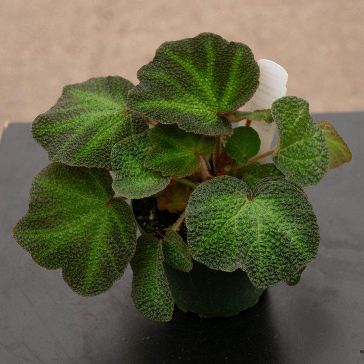 Gabriella Plants Begonia 4" Begonia soli-mutata